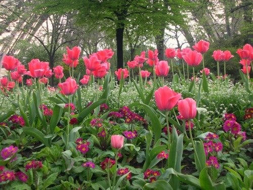 Tulips in the Champ de Mars Gardens in Paris