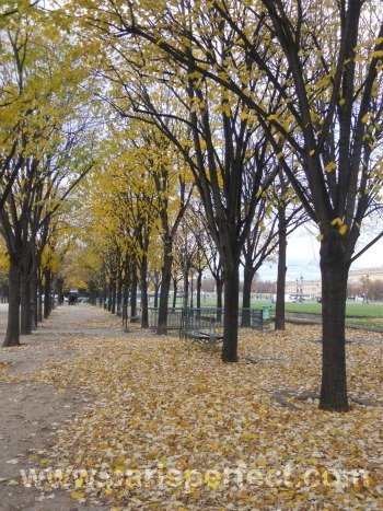 Autumn Leaves in Paris