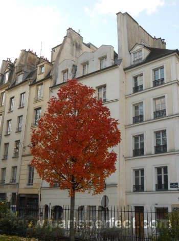 Paris Perfect Autumn Tree Latin Quarter