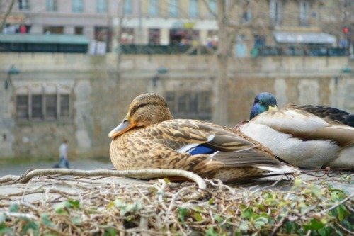 Ducks Along the Seine Martha Jackson