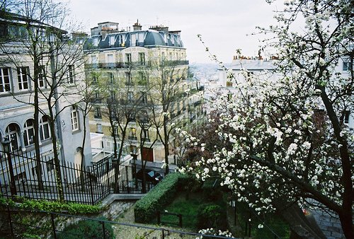 Spring Blossoms Montmartre Paris