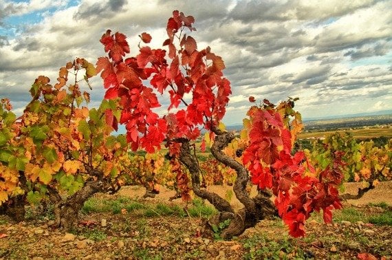 French wines, Gamay, vines, Autumn in France, Beaujolais