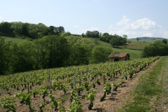 French wines, Beaujolais, france countryside, 