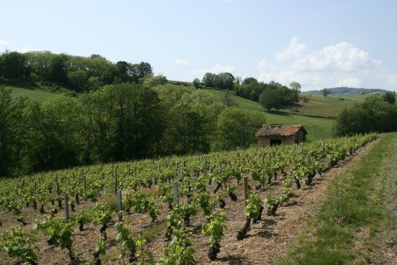 French wines, Beaujolais, france countryside, 