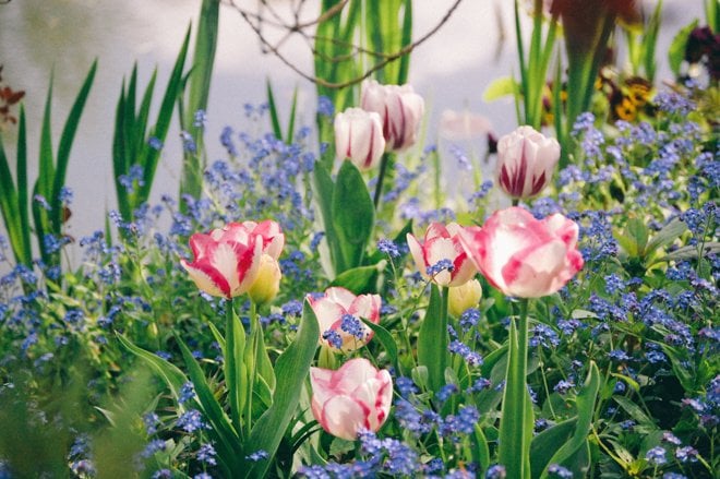 Tulips-Spring-Giverny-1