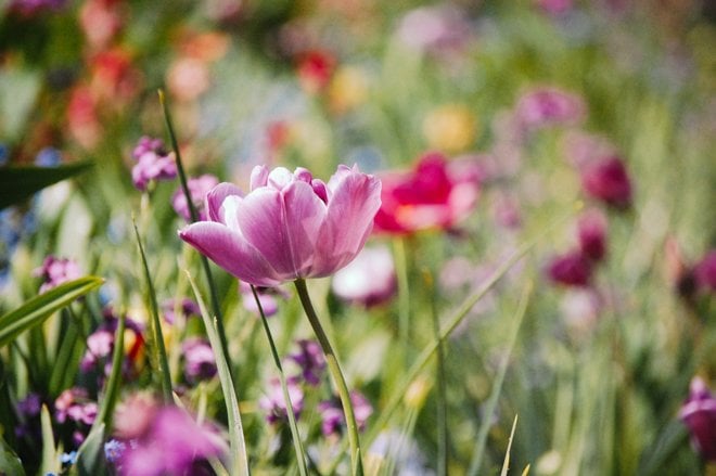 Springtime at Giverny