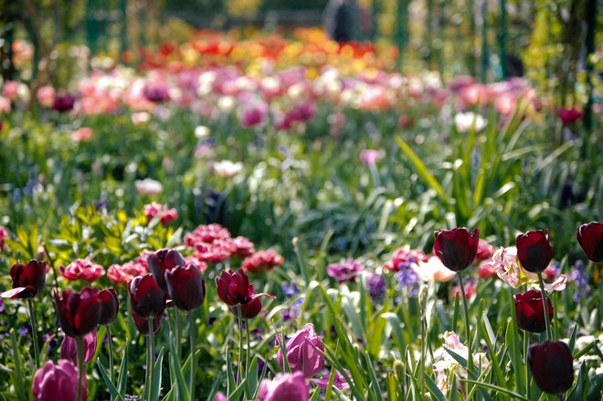 Tulips-Spring-Giverny-5