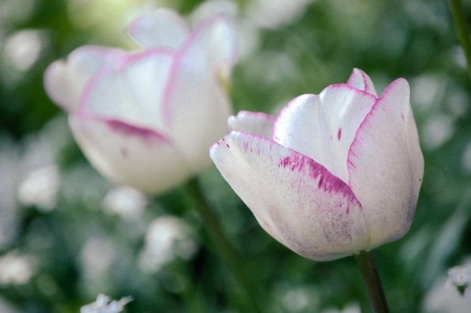 Tulips-Spring-Giverny-7