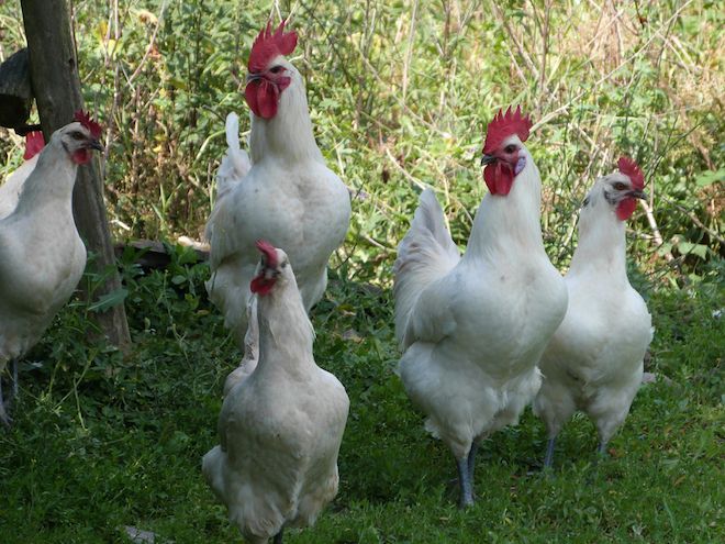 The beautiful chickens of Bresse, France