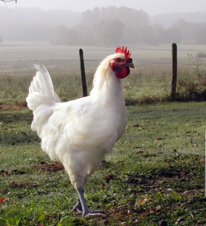 the beautiful chickens of Bresse, France