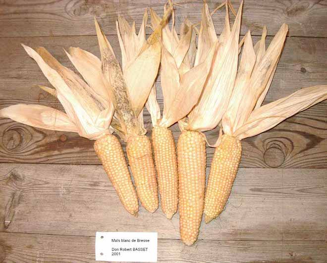 Even the corn they are fed is pale in color due to the acids in the soil.