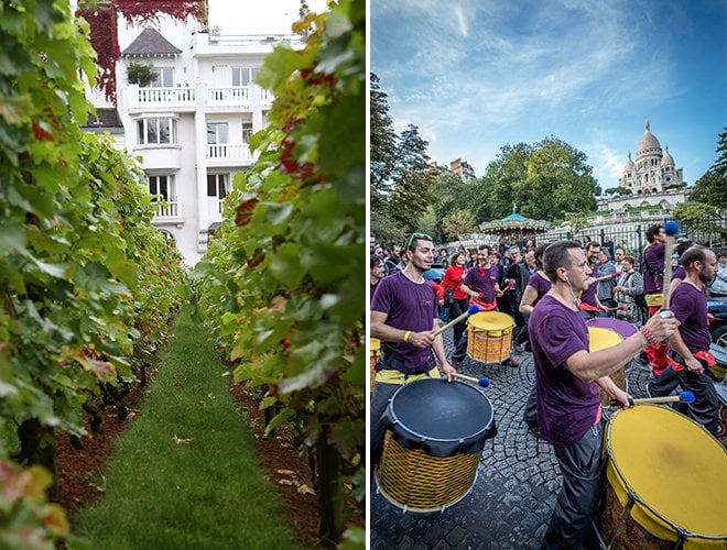 Montmartre-harvest