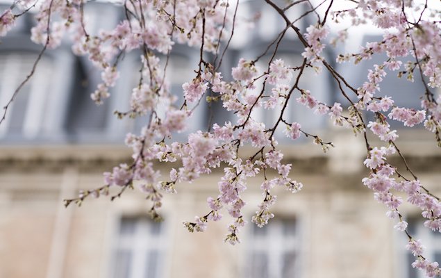 Romantic Things to See and Do in Paris for Valentine's Day