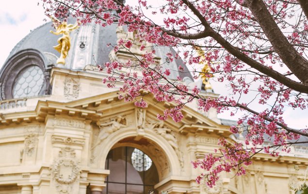 Pink blossoms in the Petit Palais courtyard - Image by Hannah Wilson