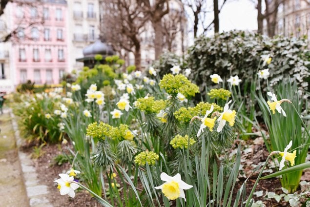 Spring daffodils in a Paris park near Notre Dame