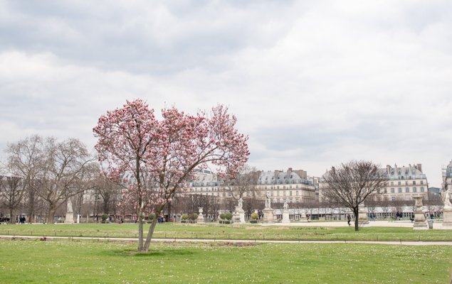 A single Magnolia tree in the Tuileries Garden - Image by Hannah Wilson