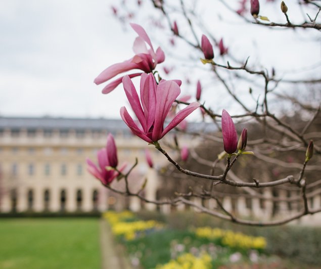 Magnolias and daffodils blooming in the Palais Royal Garden - Image by Hannah Wilson
