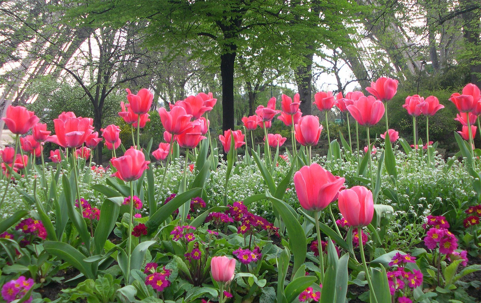 spring-blooms-in-paris-perfect