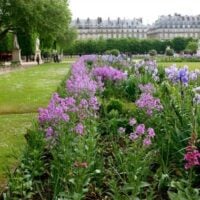 Spring Paris Flowers Stunning