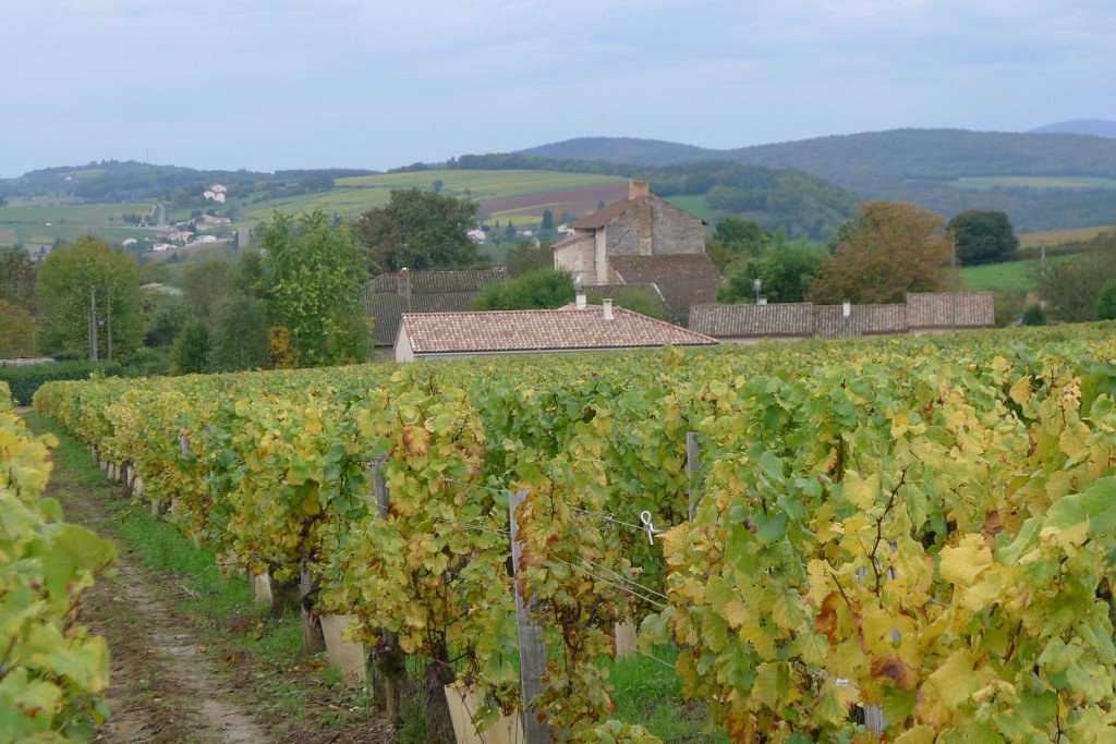 vineyards in burgundy france