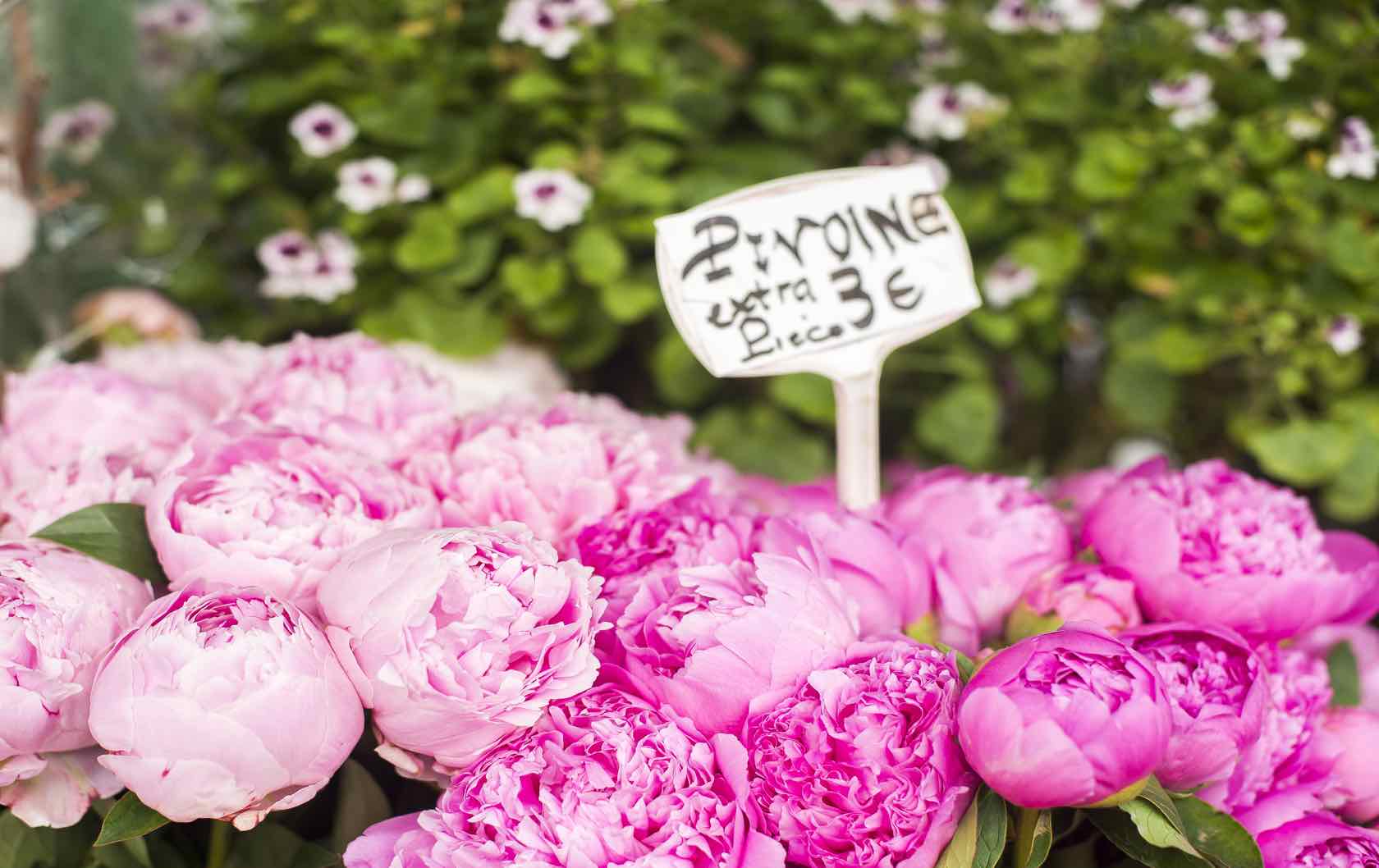 Paris florists peonies