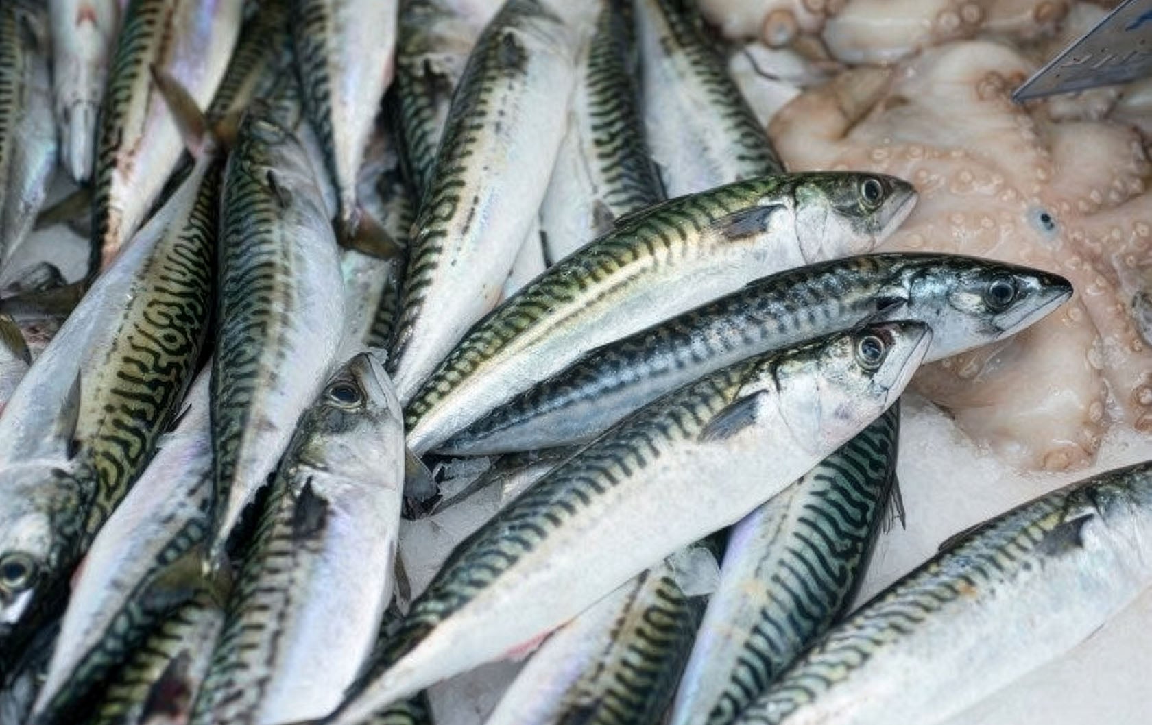 Don't Be the "Poisson d’Avril" this April Fools' Day!