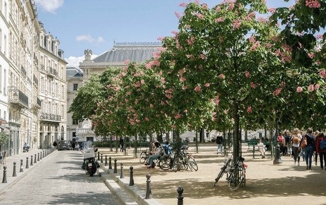 Place Dauphine Spring Blossoms