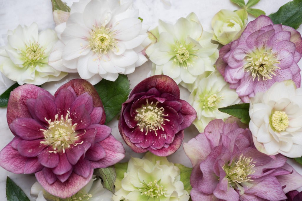 6 Gorgeous Mid-Winter Flowers to Buy in Paris - Paris Perfect