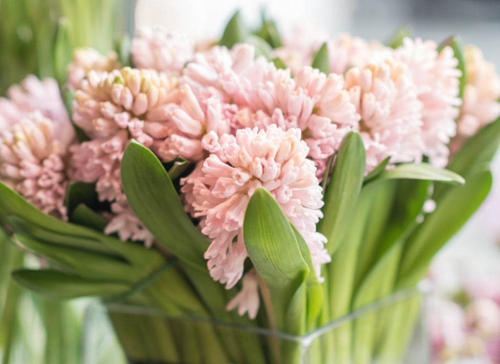 Mid-Winter Flowers to Buy in Paris | Georgianna Lane for Paris Perfect