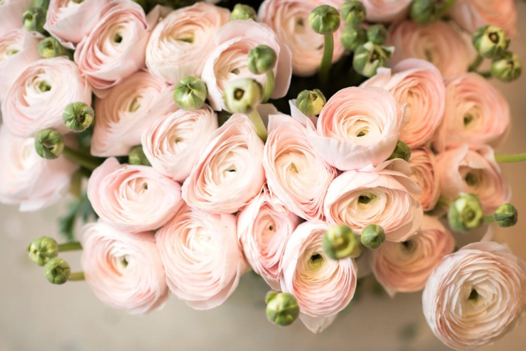 6 Gorgeous Mid-Winter Flowers to Buy in Paris - Paris Perfect