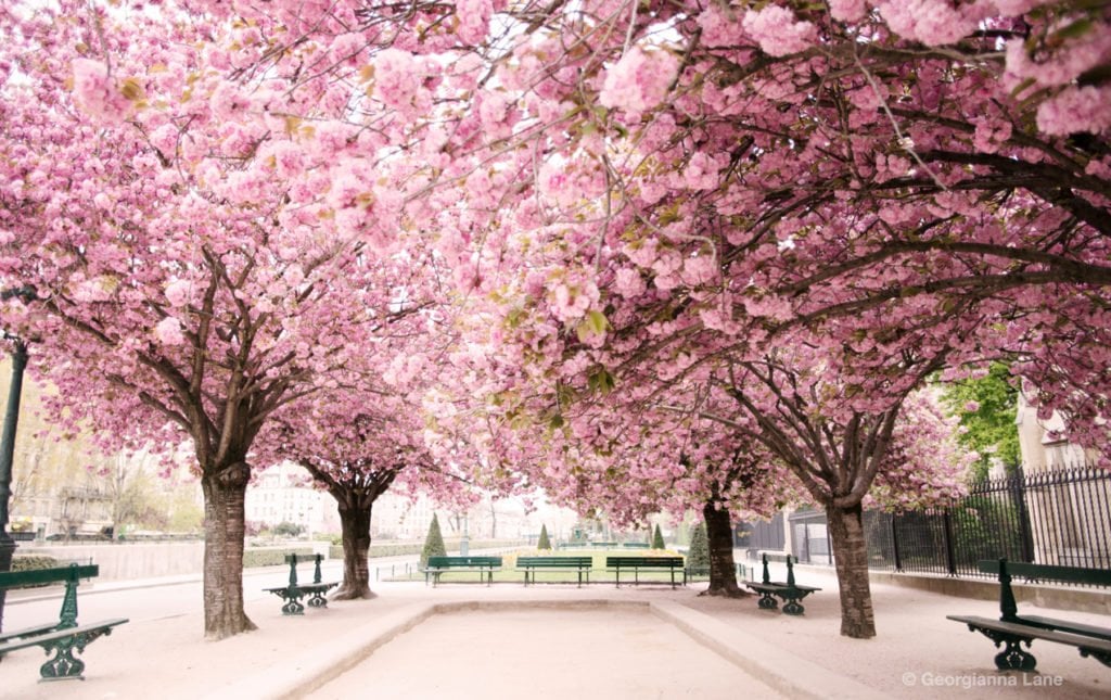 Paris in Bloom by Georgianna Lane | Paris Perfect