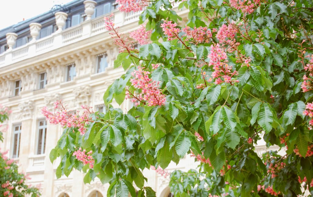 Blooming Tree in the Palais Royal | Paris Perfect