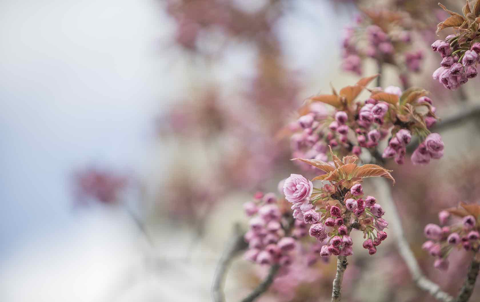 Where to See Spring Flowers in Paris by Paris Perfect pink blooms