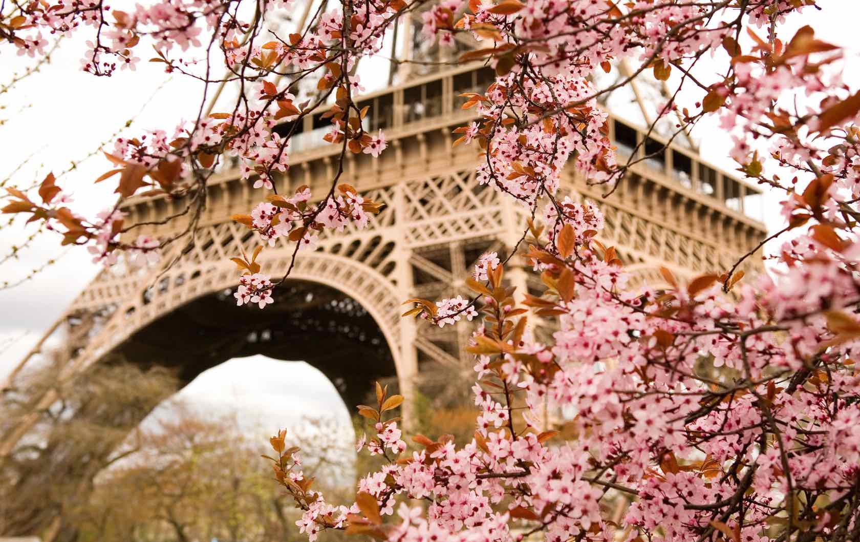 Where to See Spring Flowers in Paris by Paris Perfect Eiffel Tower Spring