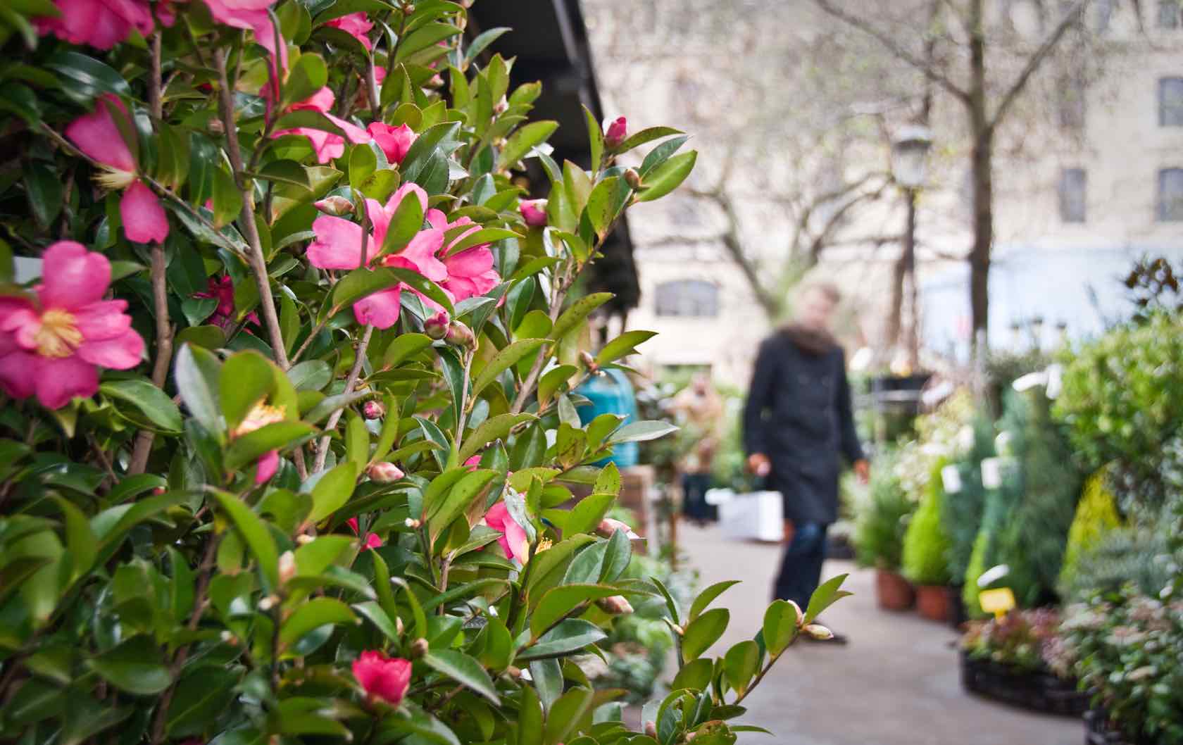 Where to See Spring Flowers in Paris by Paris Perfect flower shop