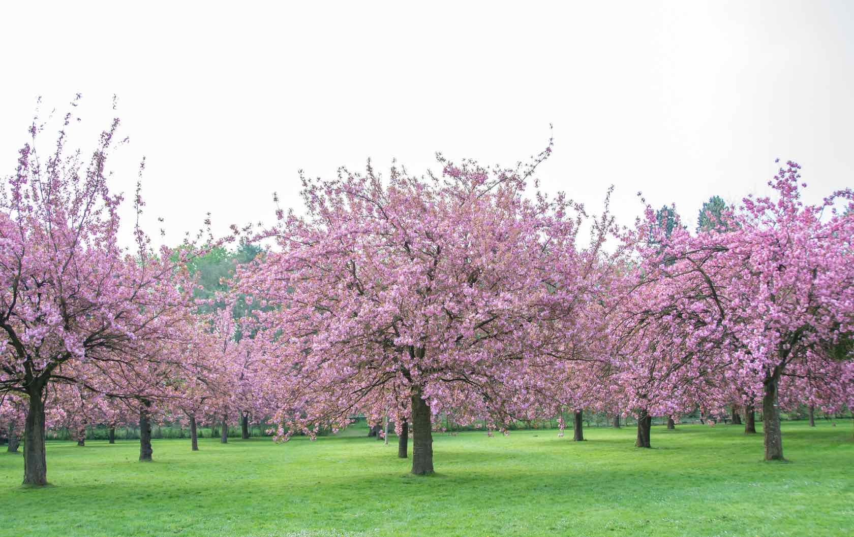 Where to See Spring Flowers in Paris by Paris Perfect Cherry Blossoms