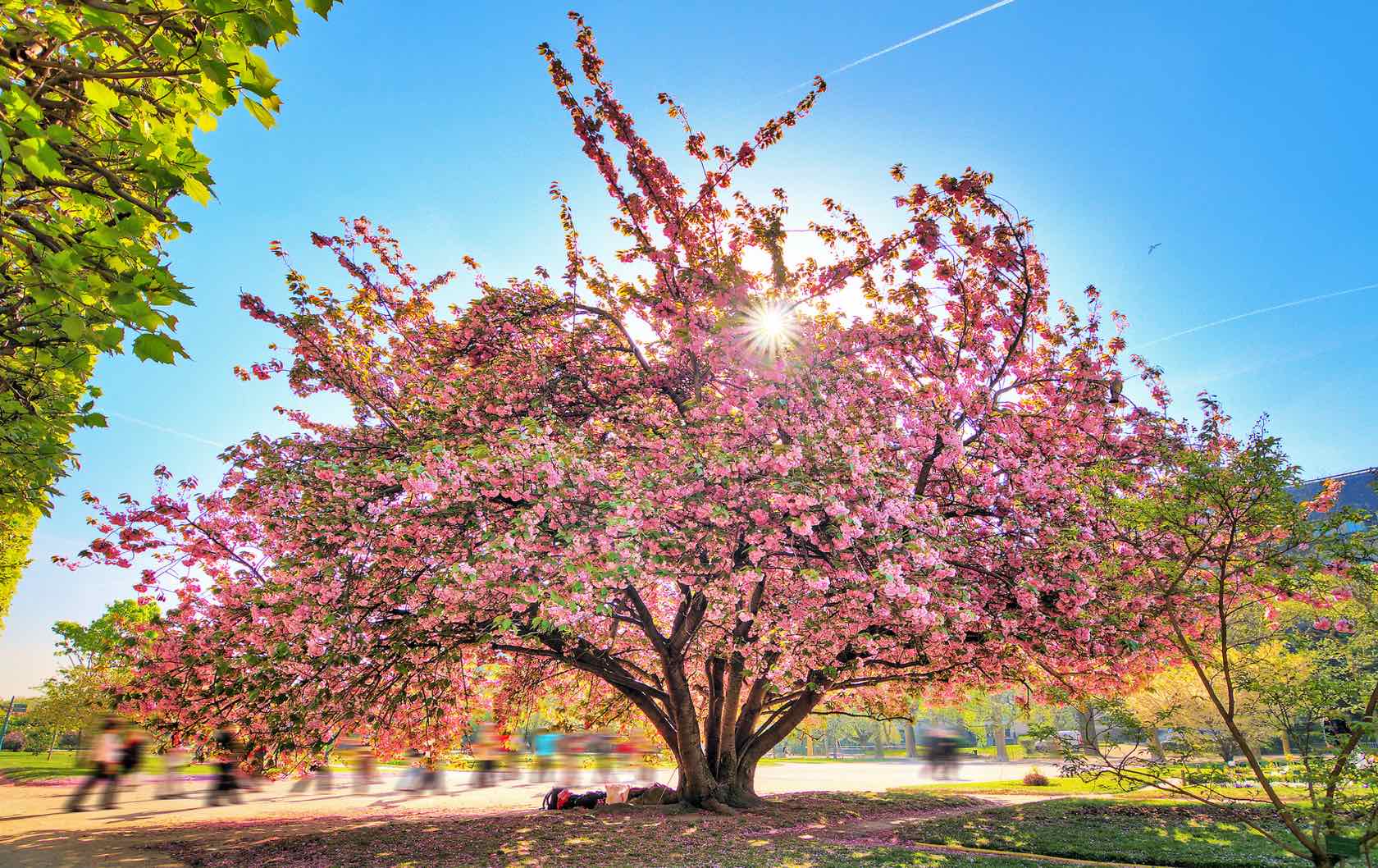 Where to See Spring Flowers in Paris by Paris Perfect Flowering tree