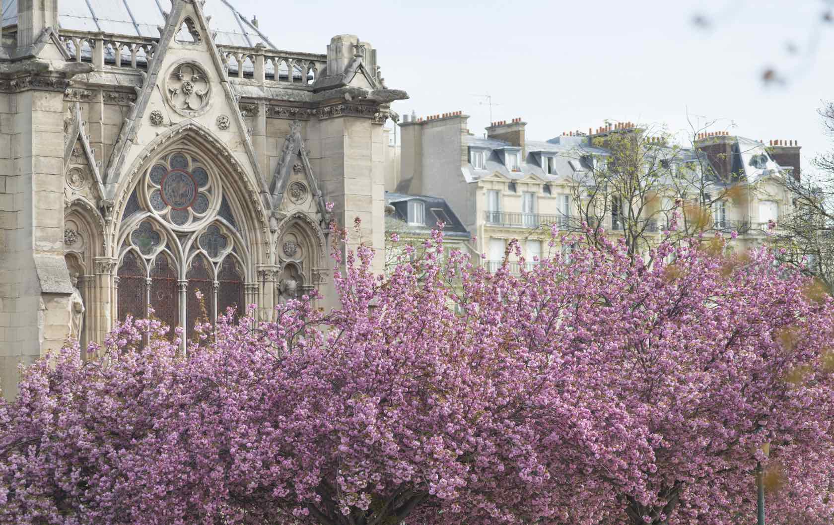 Where to See Spring Flowers in Paris by Paris Perfect Notre Dame Flowering Trees