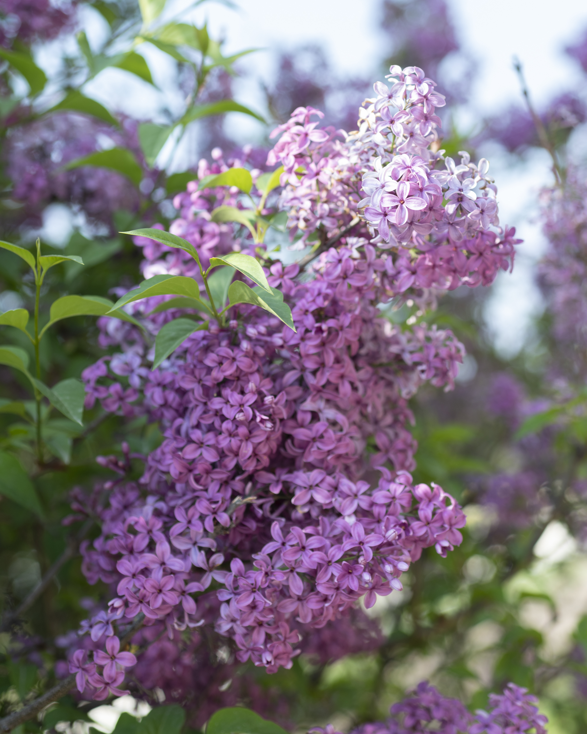 Paris lilacs