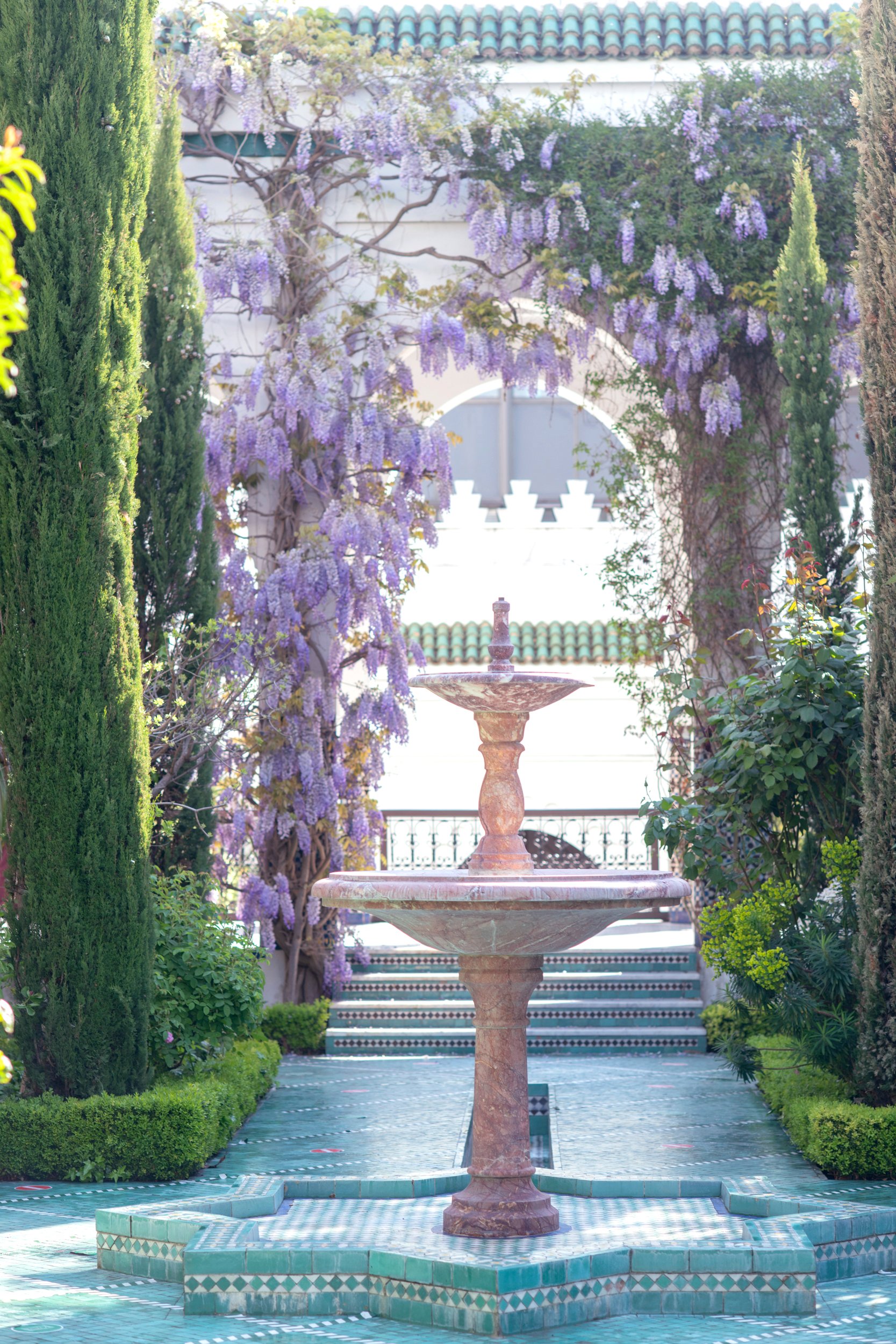 Paris spring blossom guide wisteria