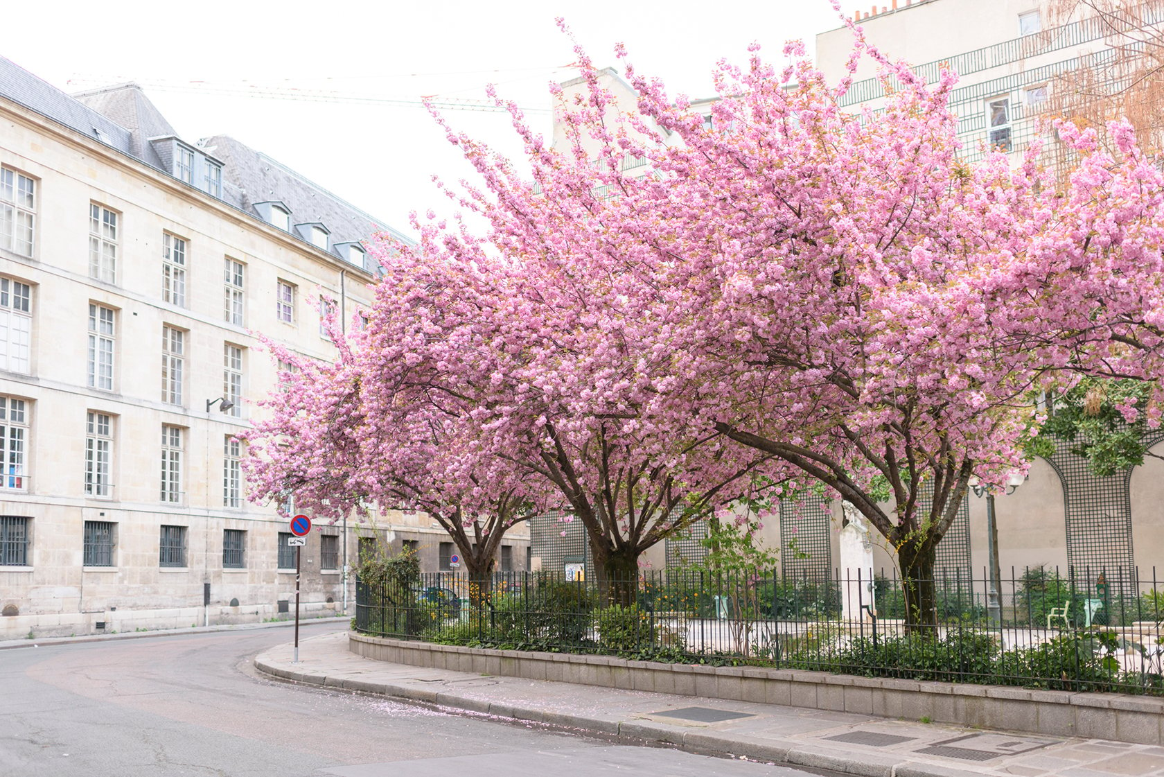 Cherry Blossoms Paris