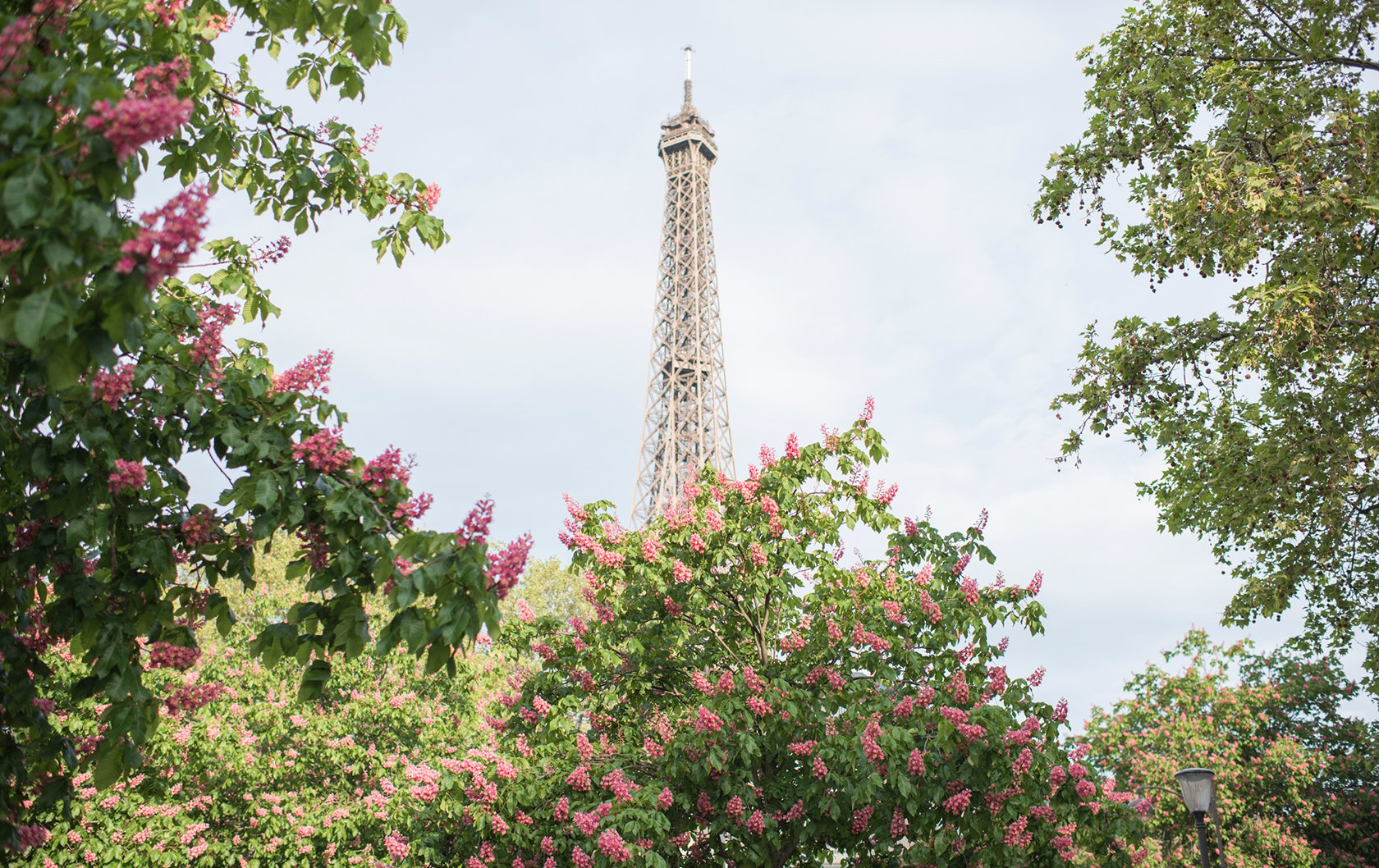 A Guide to Paris Spring Blossoms with Georgianna Lane