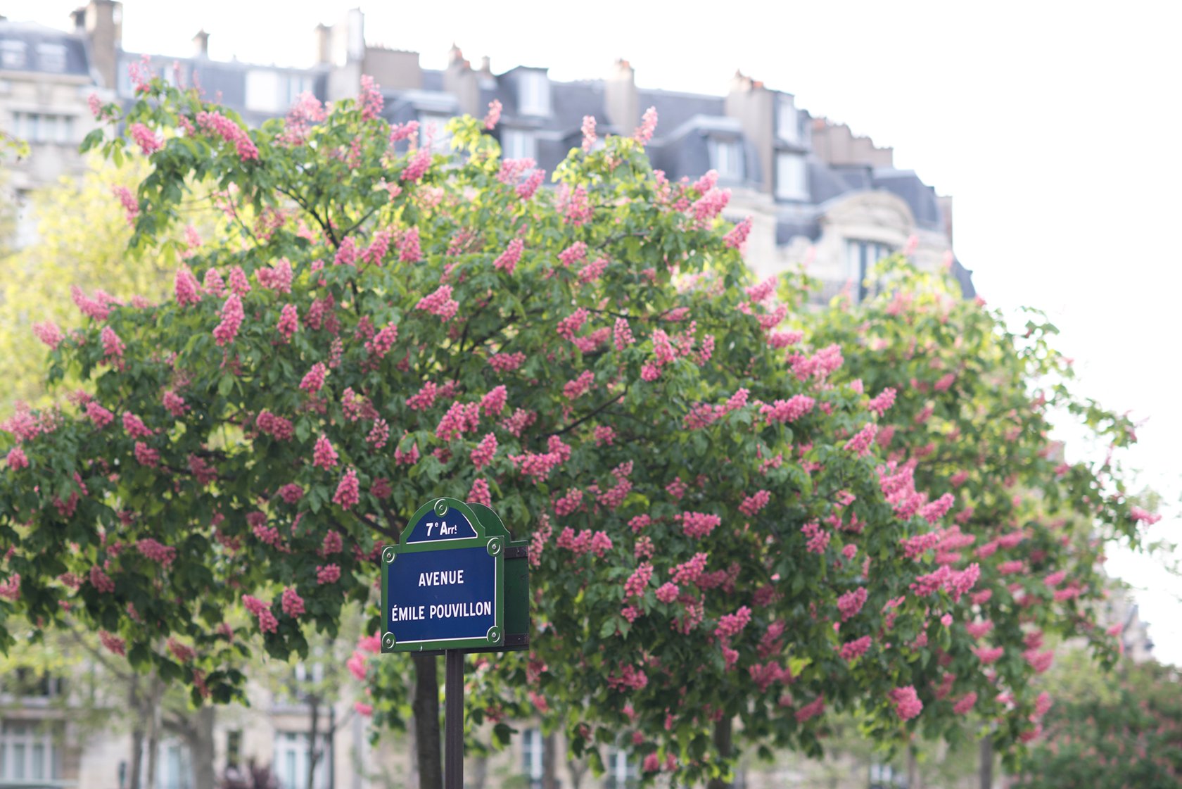 Paris Blossom Guide chestnuts