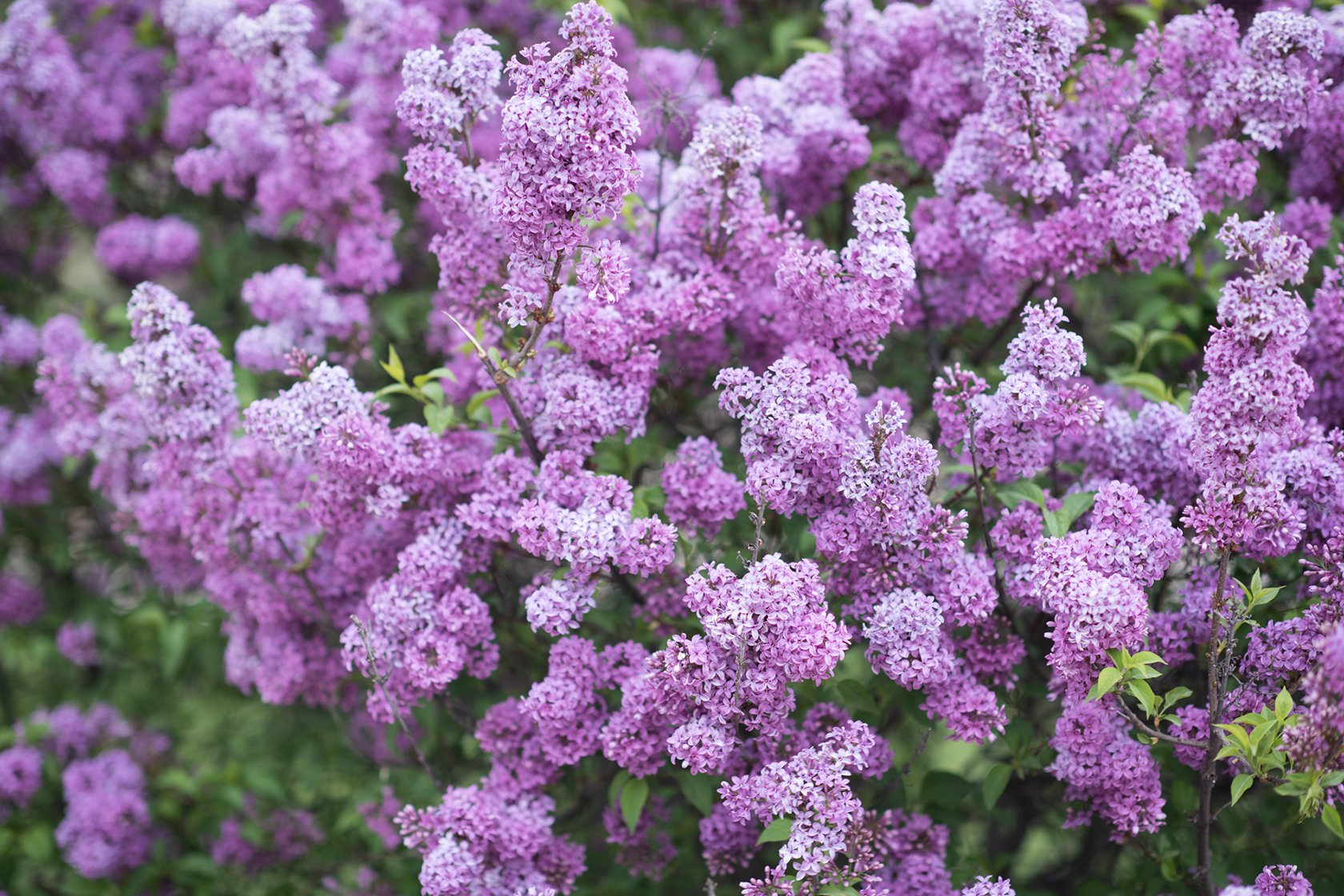 Paris lilac blooms Jardin des Plantes