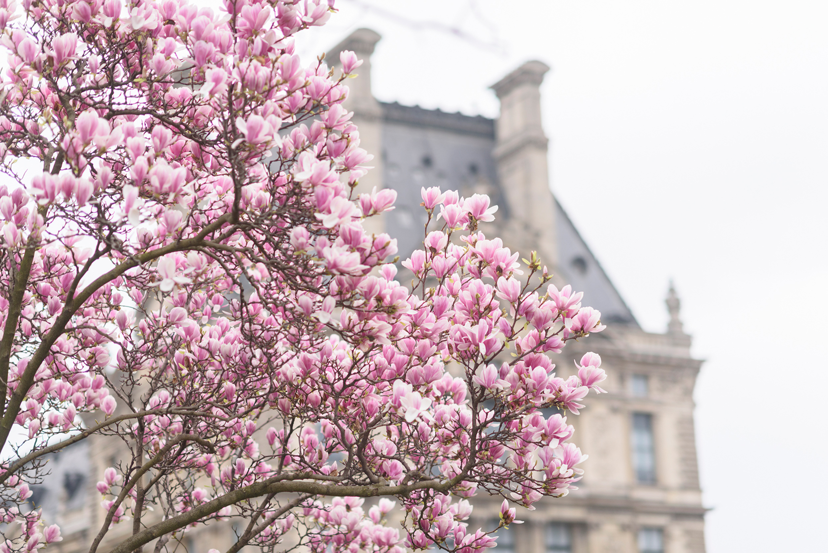 Paris Magnolia Blossoms