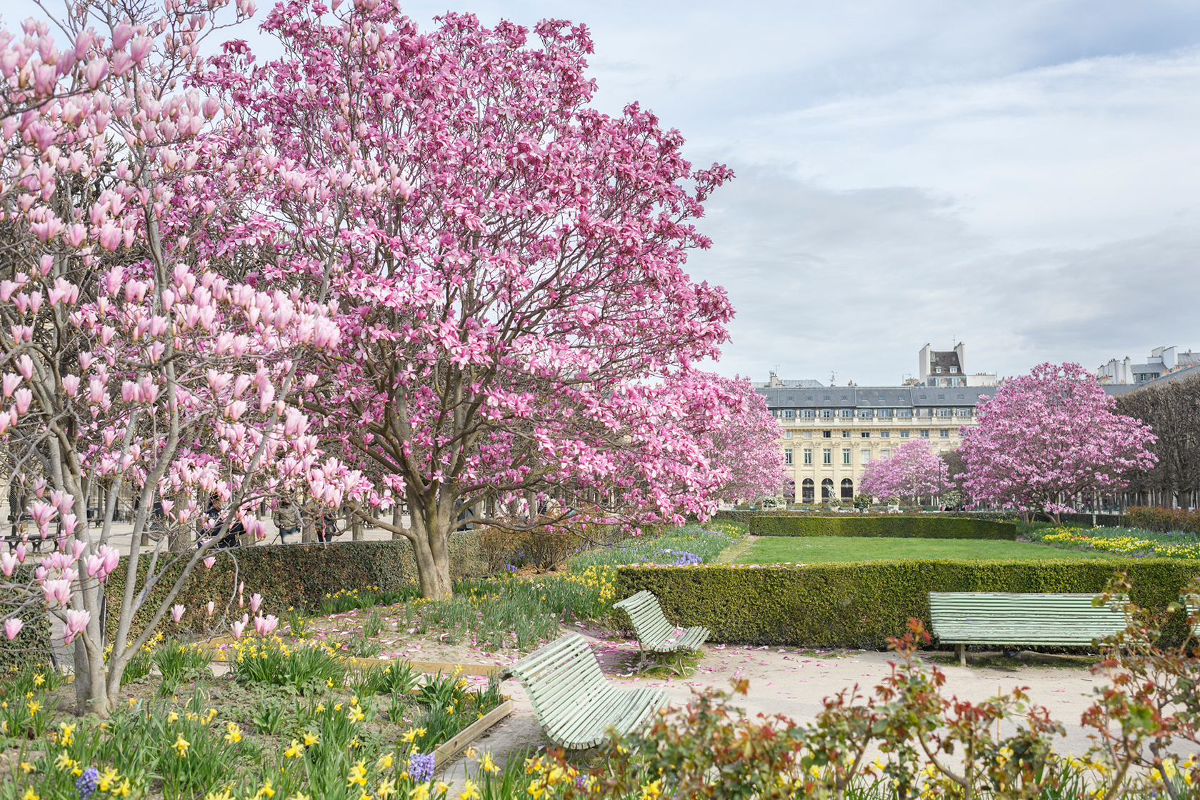 Paris blossoms Palais Royal