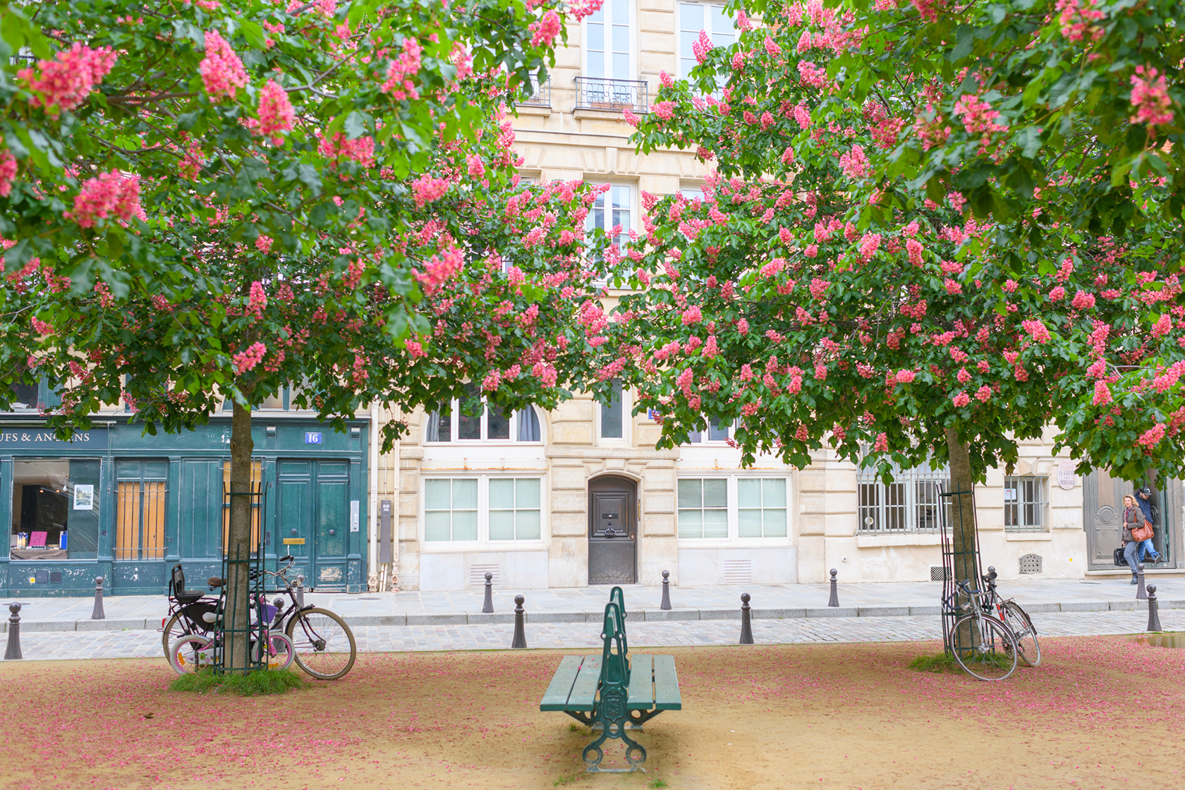 Place Dauphine Spring Blossoms