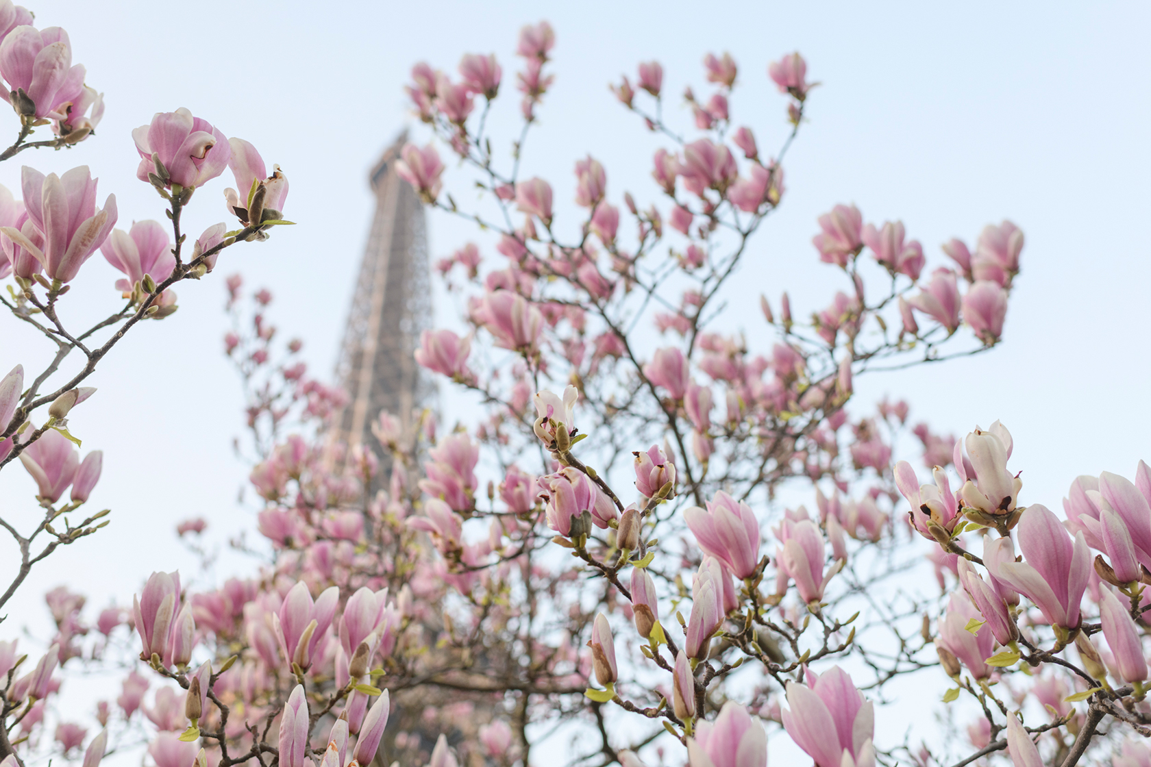 Paris Eiffel Tower magnolia tree