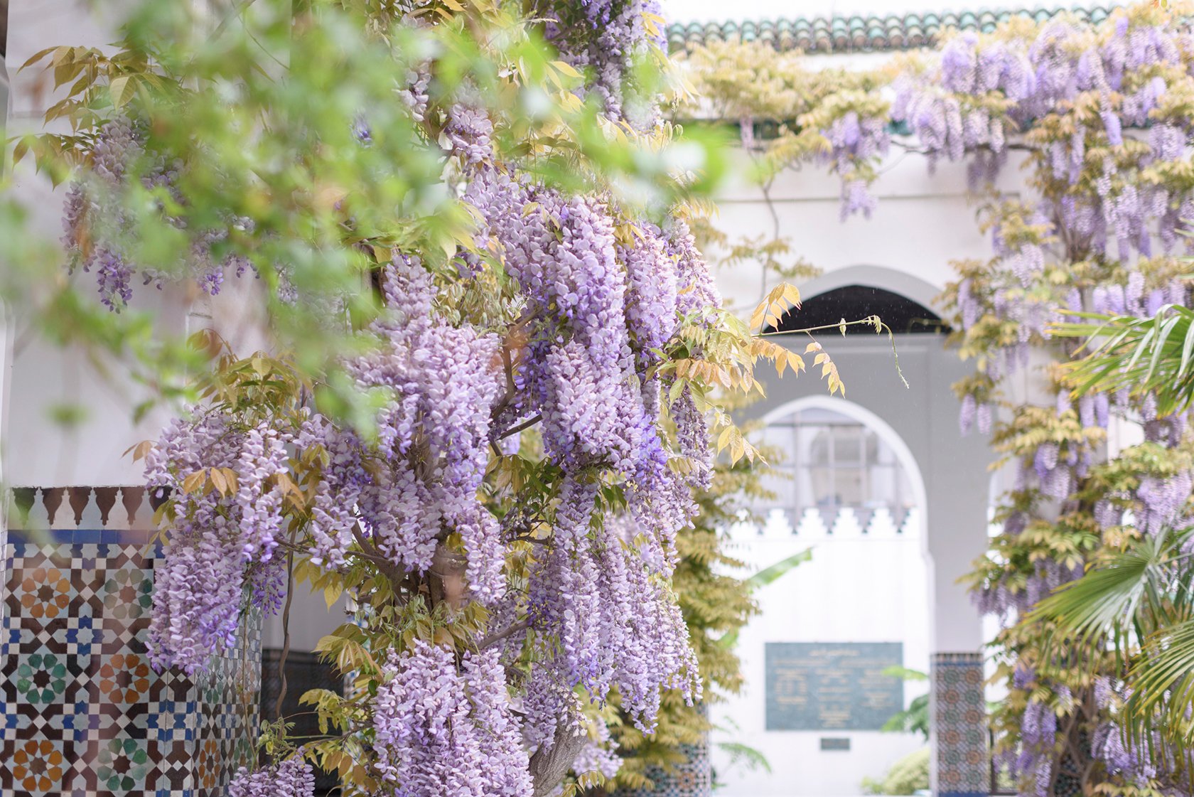 Paris spring blossom wisteria