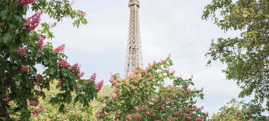 A Guide to Paris Spring Blossoms with Georgianna Lane